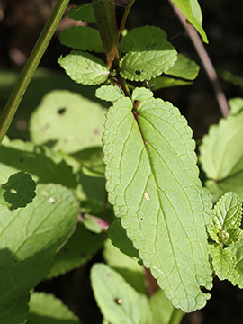 Scrophularia auriculata