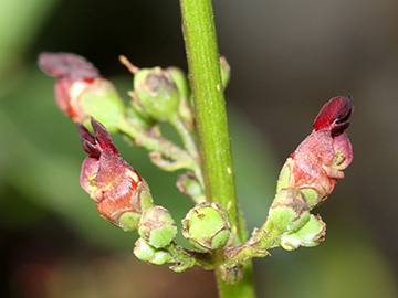 Scrophularia auriculata