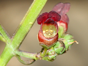 Scrophularia auriculata