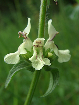 Stachys recta