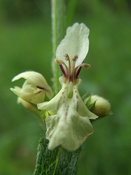 Stachys recta