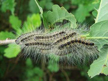 Thaumetopoea processionea