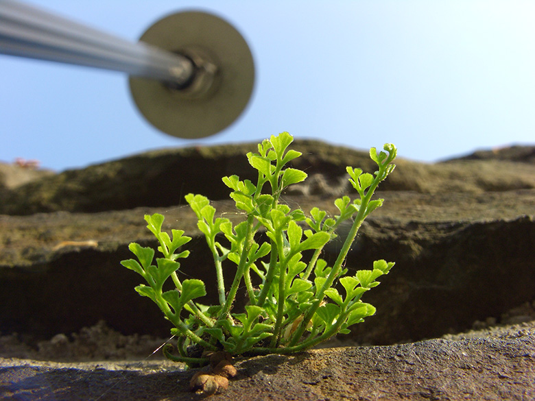 Asplenium ruta-muraria