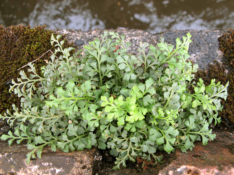 Asplenium ruta-muraria