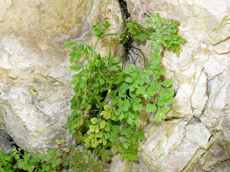 Asplenium ruta-muraria