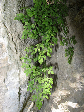 Asplenium ruta-muraria