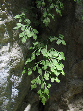 Asplenium ruta-muraria