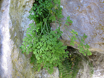 Asplenium ruta-muraria