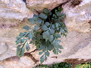 Asplenium ruta-muraria