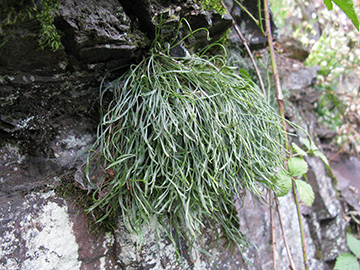 Asplenium septentrionale