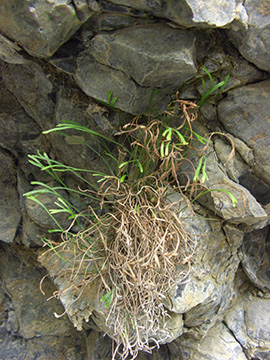 Asplenium septentrionale