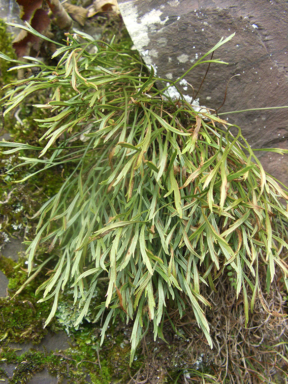 Asplenium septentrionale