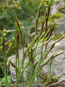 Asplenium septentrionale