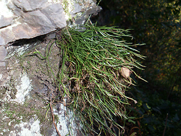 Asplenium septentrionale