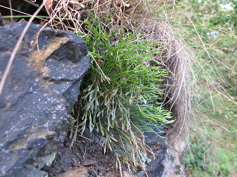 Asplenium septentrionale