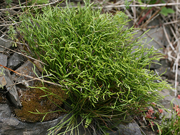 Asplenium septentrionale