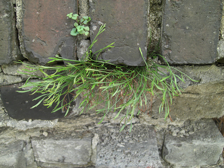 Asplenium septentrionale