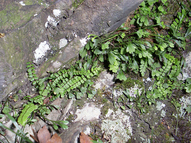 Asplenium septentrionale