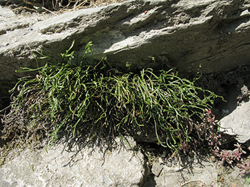 Asplenium septentrionale