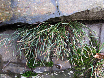 Asplenium septentrionale