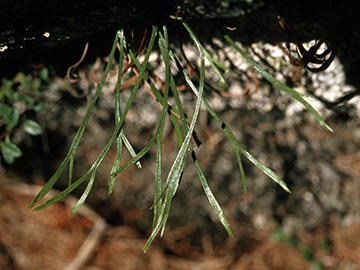 Asplenium septentrionale