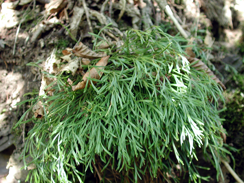 Asplenium septentrionale