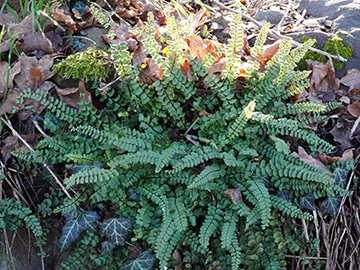 Asplenium trichomanes lovisianum