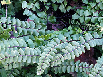 Asplenium trichomanes lovidianum