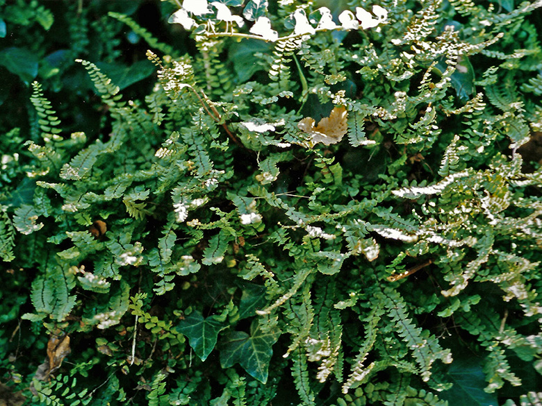 Asplenium trichomanes lusaticum