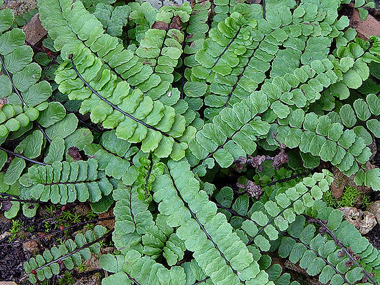 Asplenium trichomanes moravicum