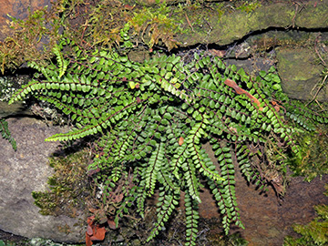 Asplenium trichomanes quadrivalens