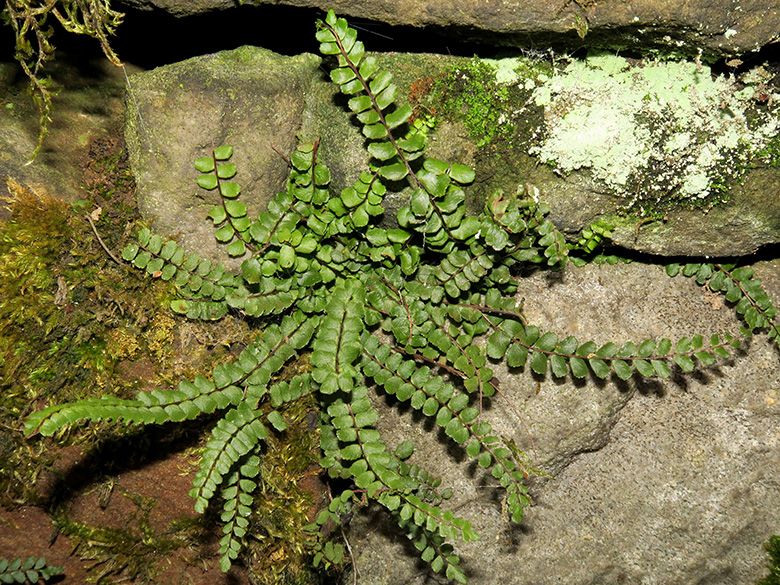 Asplenium trichomanes quadrivalens