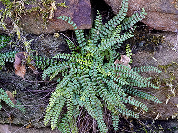 Asplenium trichomanes quadrivalens