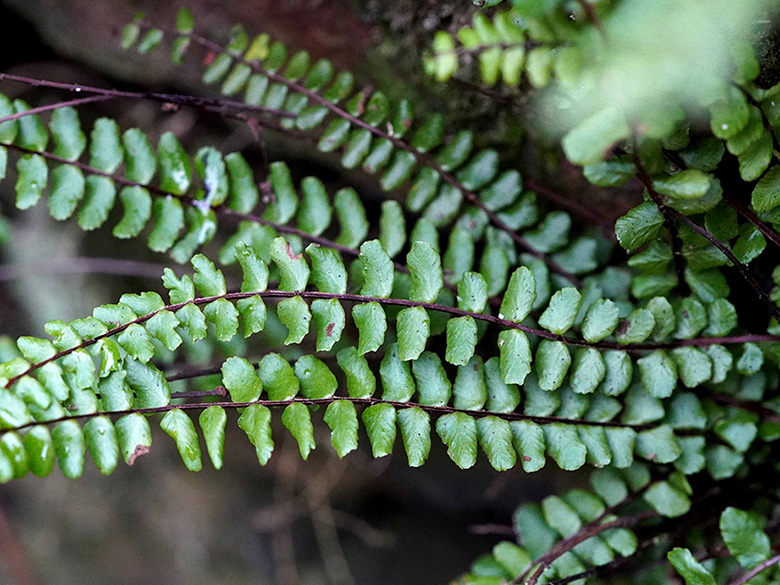 Asplenium trichomanes quadrivalens