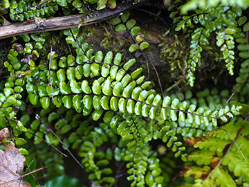 Asplenium trichomanes quadrivalens