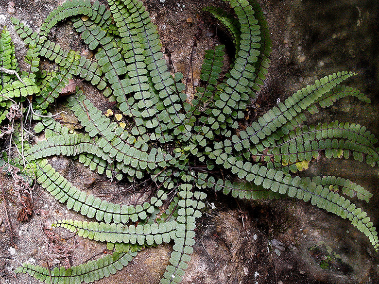 Asplenium trichomanes stauferi