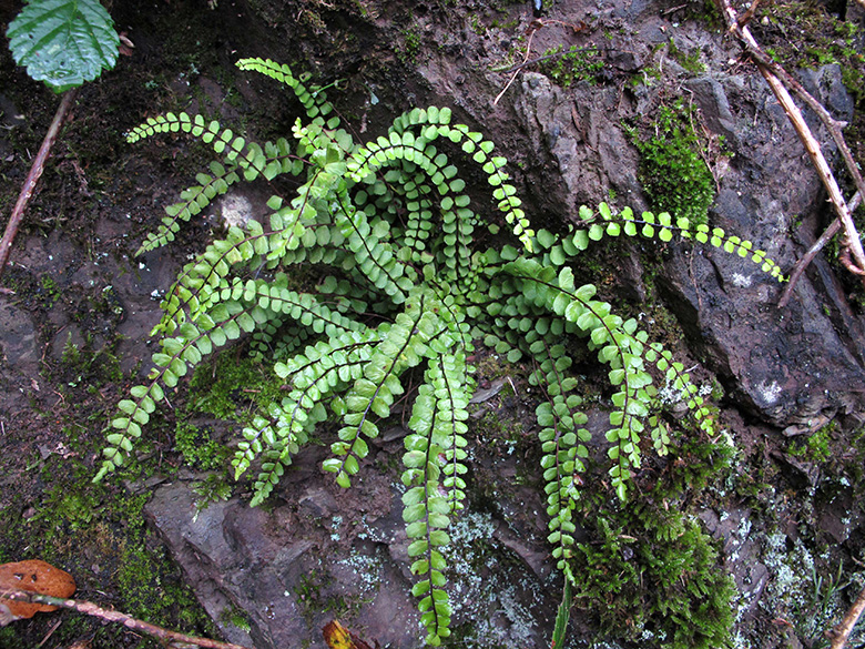 Asplenium trichomanes trichomanes