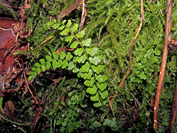 Asplenium viride