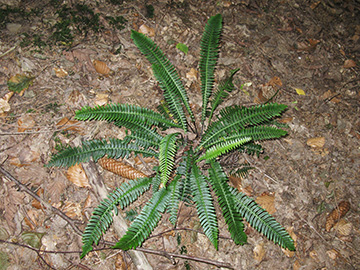 Blechnum spicant