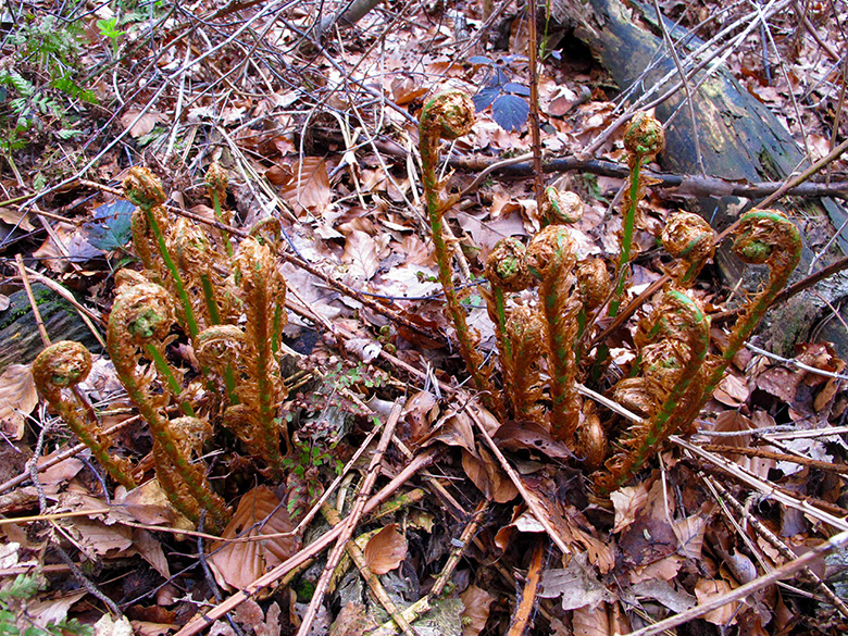 Dryopteris dilatata