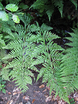 Dryopteris dilatata