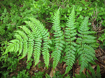 Dryopteris dilatata