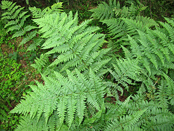 Dryopteris dilatata