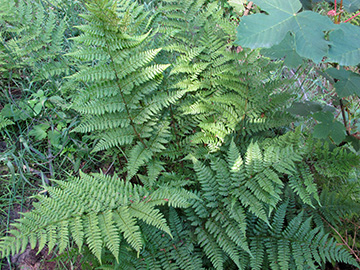 Dryopteris dilatata