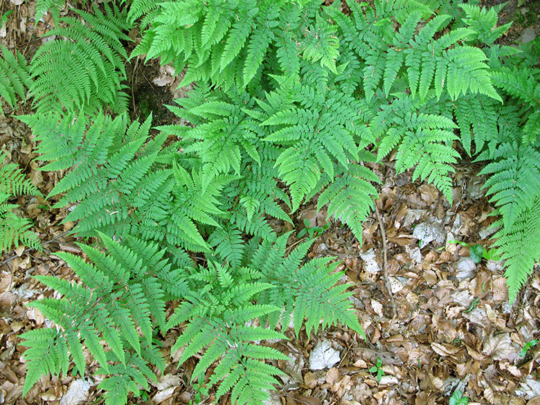 Dryopteris dilatata