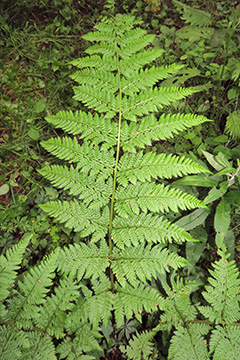 Dryopteris dilatata