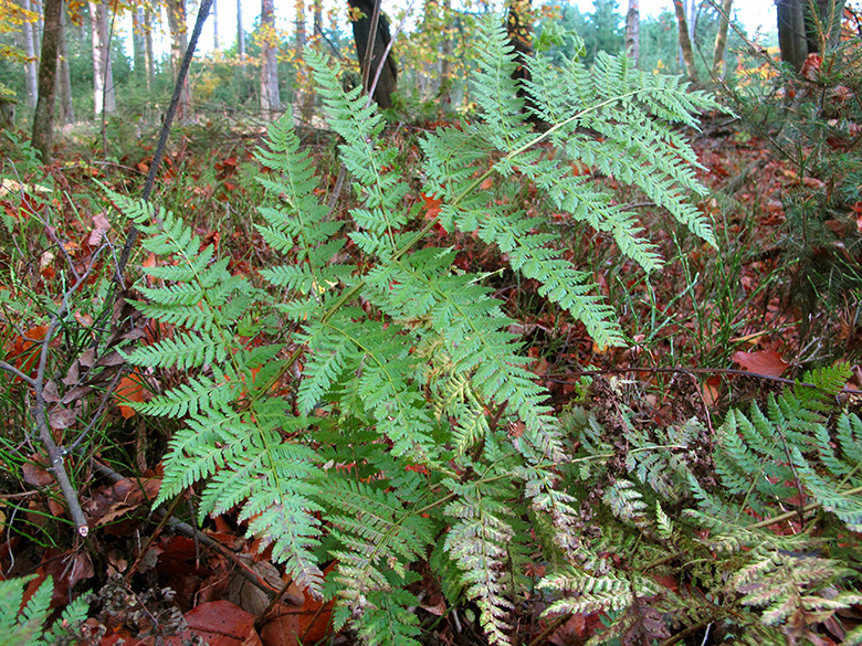 Dryopteris dilatata