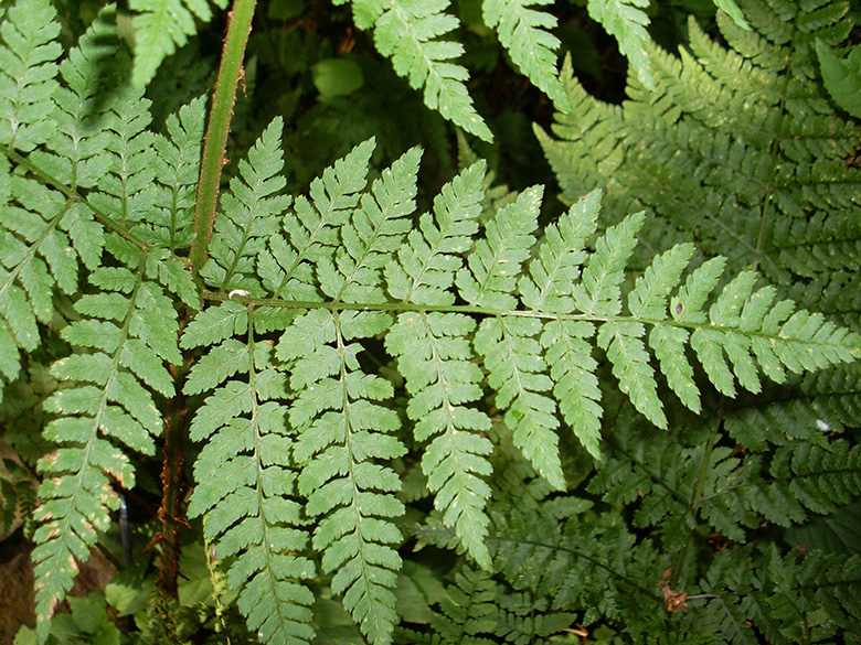 Dryopteris expansa