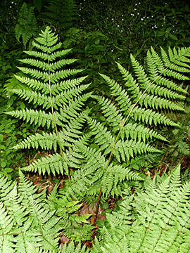 Dryopteris expansa