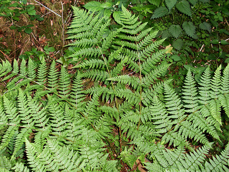 Dryopteris expansa